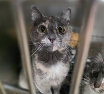 Bunny -  Domestic Short Hair Cat for Adoption in Minot, North Dakota - Bunny | PetCurious