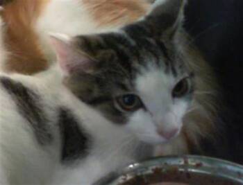 A1267749 -  Domestic Short Hair Cat for Adoption in Charlotte, North Carolina - A1267749 | PetCurious