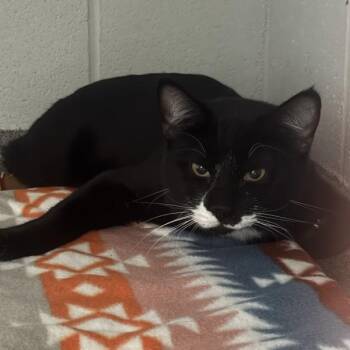 Rio -  Domestic Short Hair Cat for Adoption in Des Moines, Iowa - Rio | PetCurious