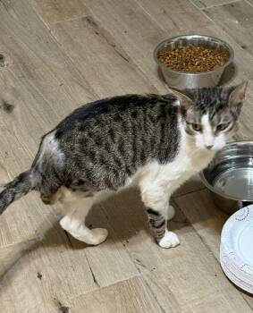 Rocky the tripod -  Domestic Short Hair Cat for Adoption - Rocky The Tripod | PetCurious