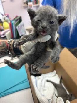 JUG -  Domestic Short Hair Cat for Adoption in Fort Walton Beach, Florida - JUG | PetCurious