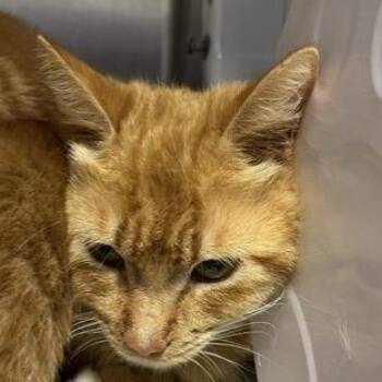 Candy -  Domestic Short Hair Cat for Adoption in West Palm Beach, Florida - Candy | PetCurious