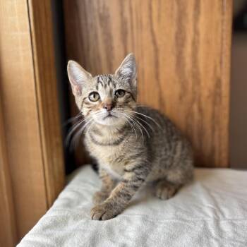 Lynx--In Foster -  Domestic Short Hair Cat for Adoption in Fargo, North Dakota - Lynx--In Foster | PetCurious