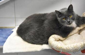 MAGGIE -  Domestic Short Hair Cat for Adoption in Loveland, Colorado - MAGGIE | PetCurious