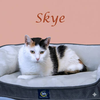 Rescue Domestic Short Hair Cats for Adoption in Lebanon, Tennessee - Skye C25-277 | PetCurious