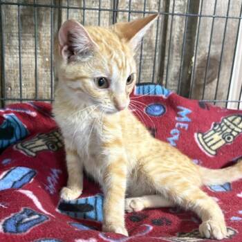 Chester -  Tabby Cat for Adoption - Chester | PetCurious