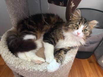 Tabby Cats Available for Adoption in Midland, Michigan - Sunshine | PetCurious