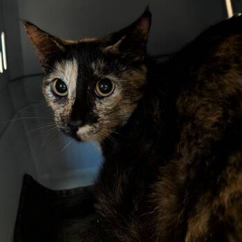 Tu Tu -  Domestic Short Hair Cat for Adoption in Fairport, New York - Tu Tu | PetCurious