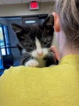 Rescue Domestic Short Hair Cats for Adoption in Mason City, Iowa - Monet | PetCurious