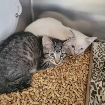 WAGS-Stray-22165 -  Domestic Short Hair Cat for Adoption in Westminster, California - WAGS-Stray-22165 | PetCurious