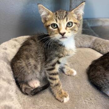 Apollo -  Domestic Short Hair Cat for Adoption in Nevada, Missouri - Apollo | PetCurious