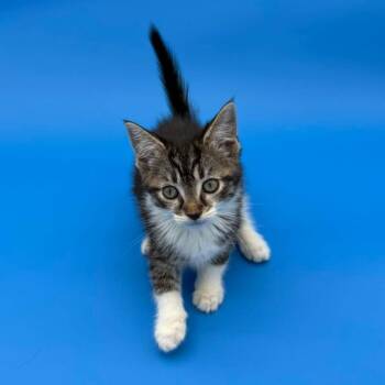 Rumpelstiltskin -  Domestic Short Hair Cat for Adoption in Plainfield, Illinois - Rumpelstiltskin | PetCurious