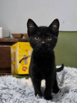 Macaron Maggie -  Domestic Short Hair Cat Available for Adoption in Lewisburg, Tennessee - Macaron Maggie | PetCurious
