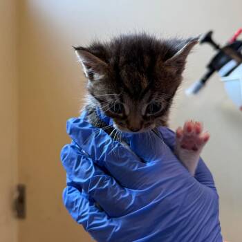 Lime -  Domestic Short Hair Cat for Adoption in Pasadena, California - Lime | PetCurious