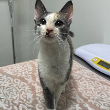Domestic Short Hair Cats Available for Adoption in York, Pennsylvania - Spark Plug | PetCurious