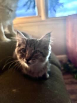 Meeko -  Domestic Long Hair Cat for Adoption in Kirklin, Indiana - Meeko | PetCurious