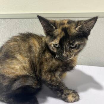 North -  Domestic Short Hair Cat for Adoption in Tampa, Florida - North | PetCurious