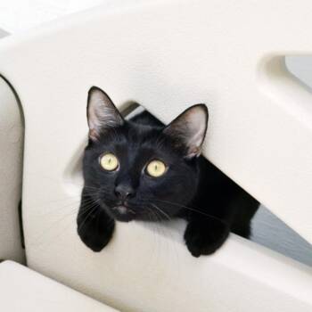 Raven -  Domestic Short Hair Cat for Adoption in Sanford, Florida - Raven | PetCurious