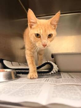Domestic Short Hair Cats Available for Adoption in Richland Hills, Texas - Charmander | PetCurious
