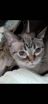 Domestic Short Hair Cats Available for Adoption in Murfreesboro, Tennessee - Fishsticks | PetCurious
