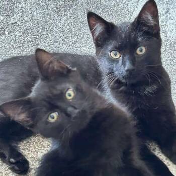 Rescue Domestic Short Hair Cats for Adoption in Campbell River, British Columbia - THE CRACROFT LITTER: ACE & SPIRIT | PetCurious
