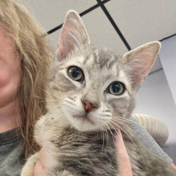 Kilimanjaro -  Domestic Short Hair Cat for Adoption in Spokane, Washington - Kilimanjaro | PetCurious