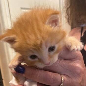 Quinoa 15 -  Domestic Short Hair Cat for Adoption in Austin, Texas - Quinoa 15 | PetCurious