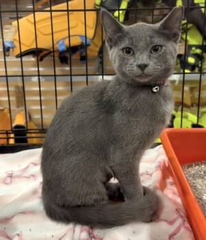 Moon -  Domestic Short Hair Cat for Adoption in Panama City, Florida - Moon | PetCurious