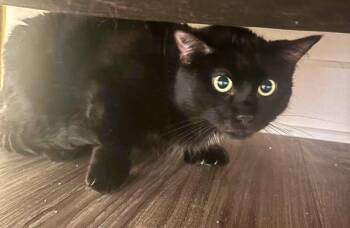 Shadow -  Domestic Short Hair Cat for Adoption in Sainte-martine, Quebec - Shadow | PetCurious