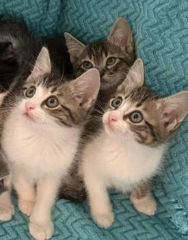 Nolan -  Domestic Short Hair Cat for Adoption in Houston, Texas - Nolan | PetCurious