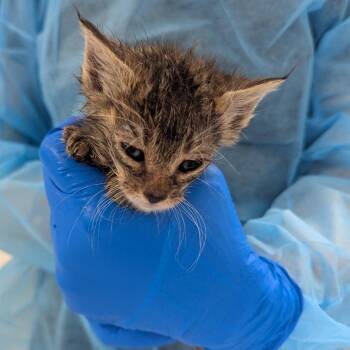 Plum -  Domestic Short Hair Cat for Adoption in Indianapolis, Indiana - Plum | PetCurious