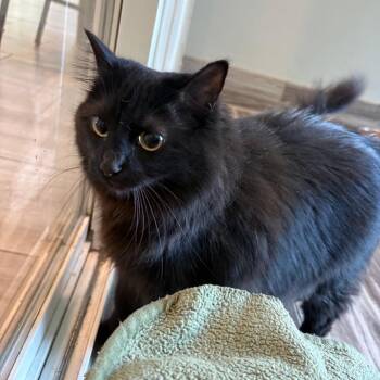 PomPom -  Domestic Long Hair Cat for Adoption in West Des Moines, Iowa - PomPom | PetCurious