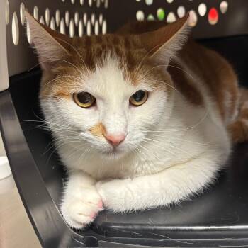 Houdini -  Domestic Short Hair Cat for Adoption in Ottawa, Kansas - Houdini | PetCurious