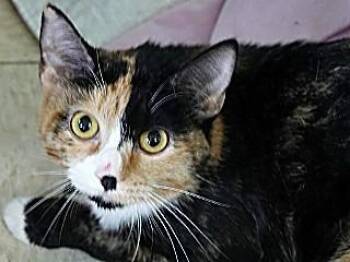 Cameron -  Calico and Domestic Short Hair Cat for Adoption in Butte, Montana - Cameron | PetCurious