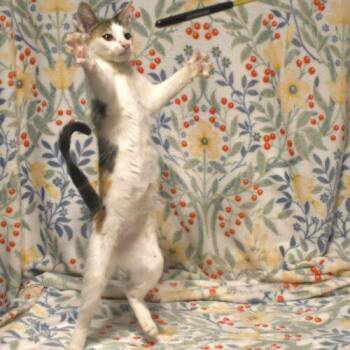 Grace -  Calico Cat for Adoption in Gilbert, Arizona - Grace | PetCurious