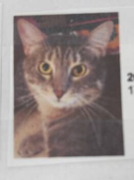 Rescue Domestic Short Hair Cats for Adoption in Hardeeville, South Carolina - Michael | PetCurious