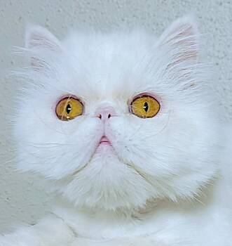 Rescue Persian Cats for Adoption in Converse, Texas - Koko | PetCurious