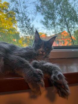 Klara -  Maine Coon Cat for Adoption in Northlake, Illinois - Klara | PetCurious