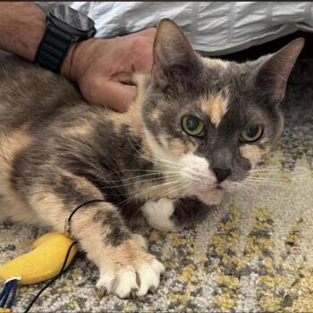 Domestic Short Hair Cats Available for Adoption in Weehawken Township, New Jersey - Eddie | PetCurious