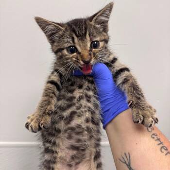 Biscuit -  Domestic Short Hair Cat for Adoption in Columbiana, Alabama - Biscuit | PetCurious