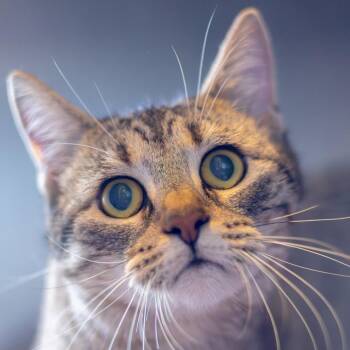 Cheyenne -  Domestic Short Hair Cat for Adoption - Cheyenne | PetCurious