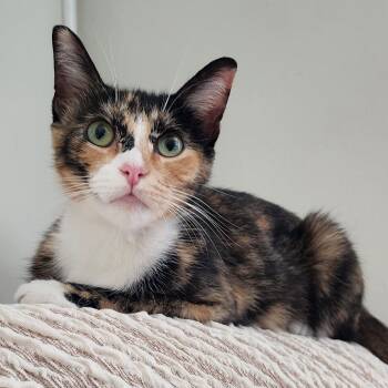 Rescue Domestic Short Hair Cats for Adoption in Reisterstown, Maryland - Birdie | PetCurious