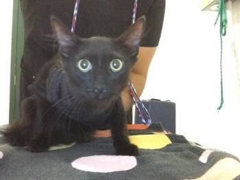A1932915 -  Domestic Short Hair Cat for Adoption in Thousand Palms, California - A1932915 | PetCurious
