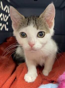 Tullu -  Domestic Short Hair Cat for Adoption in Westland, Michigan - Tullu | PetCurious