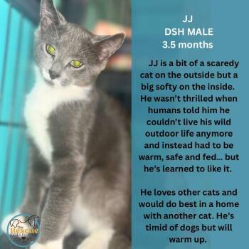 JJ -  Domestic Short Hair Cat for Adoption in Clive, Alberta - JJ | PetCurious