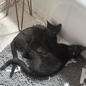 Odds -  Domestic Short Hair Cat for Adoption - Odds | PetCurious