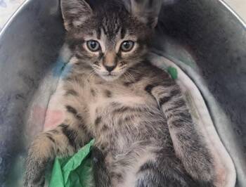 Domestic Short Hair Cats Available for Adoption in Pueblo, Colorado - VENUS | PetCurious