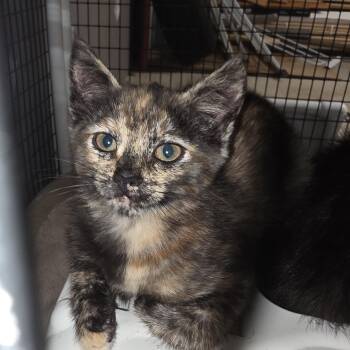 Madrid -  Tortoiseshell Cat for Adoption in Johnson City, New York - Madrid | PetCurious