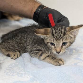 A886099 -  Domestic Short Hair Cat for Adoption in Camarillo, California - A886099 | PetCurious