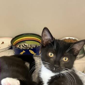Espresso -  Domestic Short Hair Cat for Adoption in Burlington, Ontario - Espresso | PetCurious